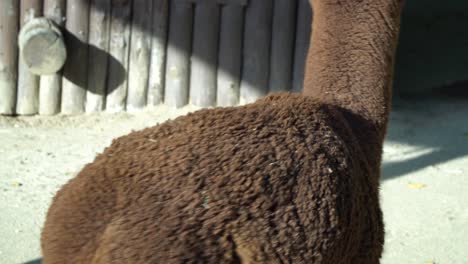 a brown alpaca standing in front of the barn in seoul zoo, seoul grand park, south korea - face close up