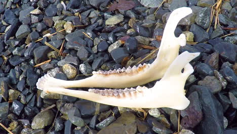 the jawbone and remains of a dead deer as found in the wilderness of alaska