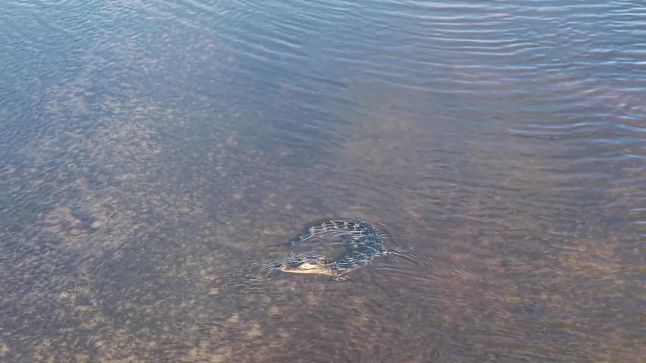 Alligator floats near surface in shallow tannic Everglades water, curved ridged back visible, rippling reflections, sandy mottled bottom, wildlife, Florida, United States. Aerial drone top down