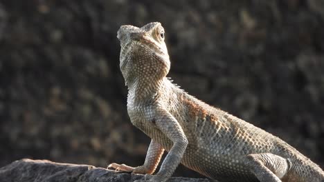 ojos de lagarto - boca - piel