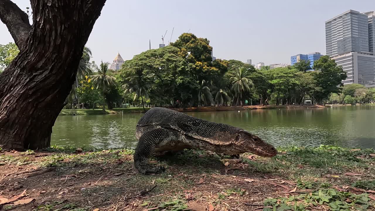 Large Komodo dragon walking near a pond in Lupini Park, Bangkok, Thailand