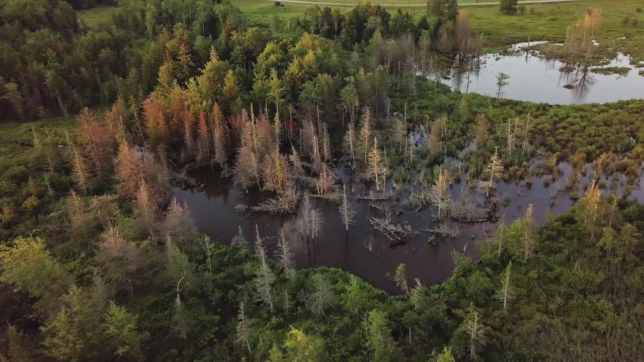 Flying Over Pond With Dead Trees In It Cinematic Aerial 4K