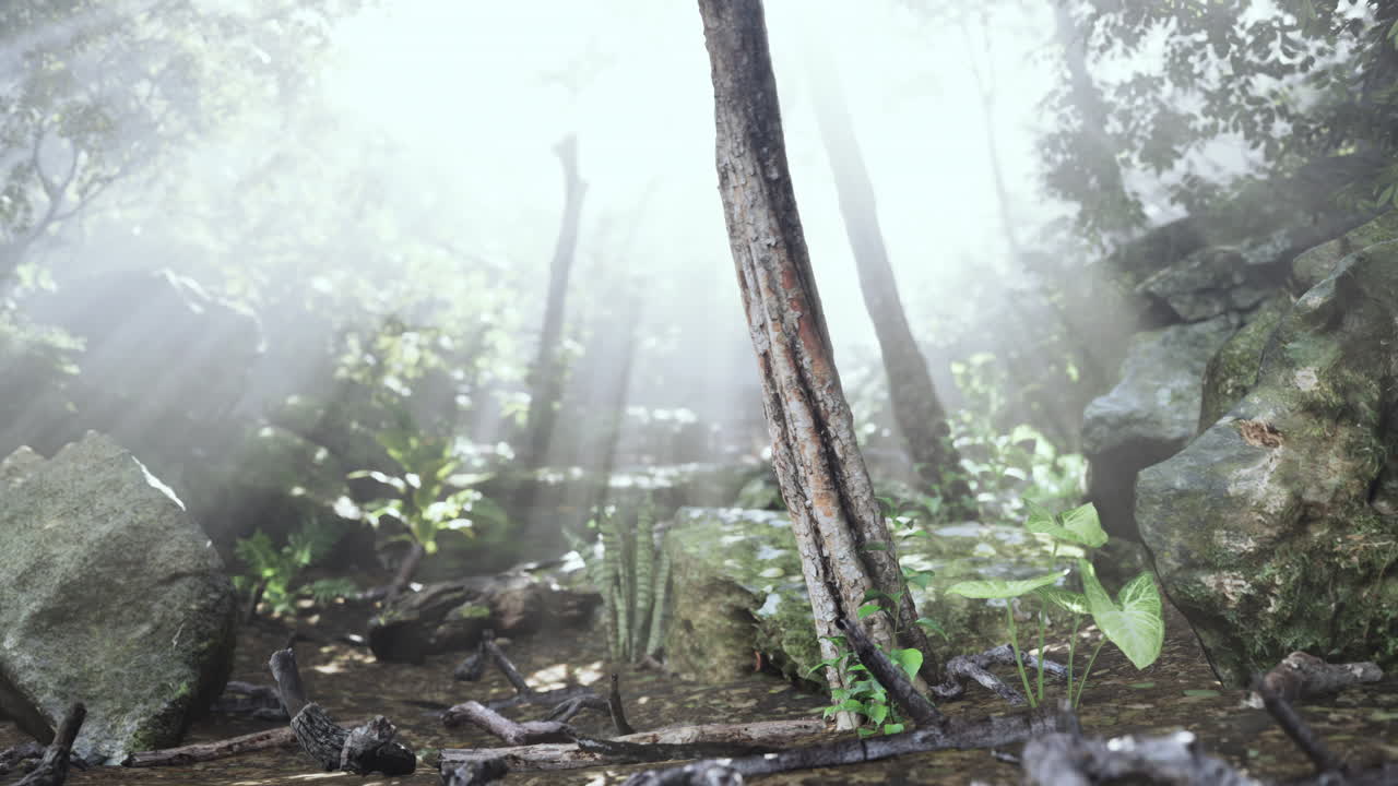 luz del sol del bosque brumoso