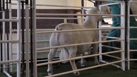 cute stocky white dorper ram with massive testicles in auction corral