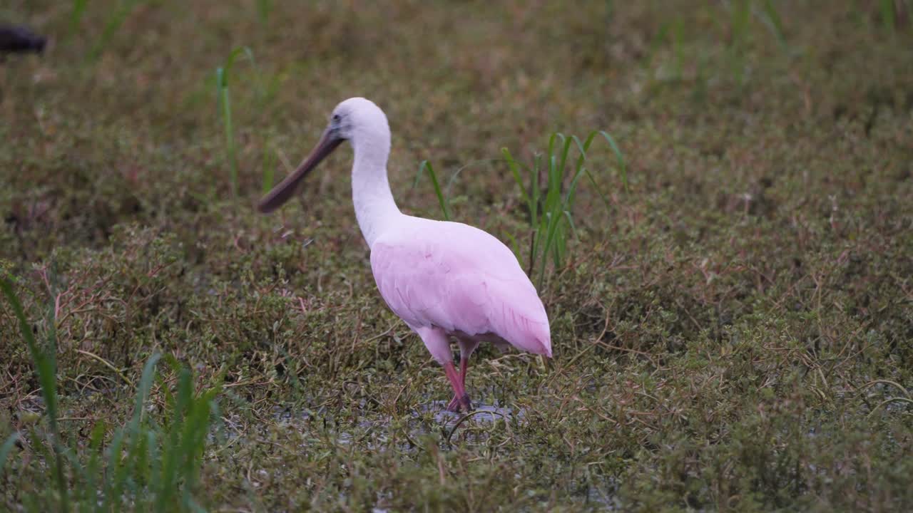 espátula rosada vadeando las aguas del pantano en una reserva de arizona