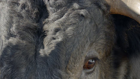 A-rank-bulls-eye-reflects-the-blue-sky-and-blinks-in-Dallas,-Texas-before-a-bull-fight