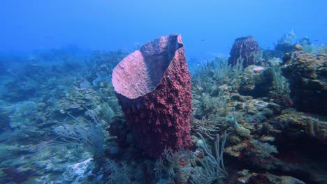 Explore-the-vibrant-marine-life-around-a-majestic-barrel-sponge,-a-symphony-of-colors-and-textures