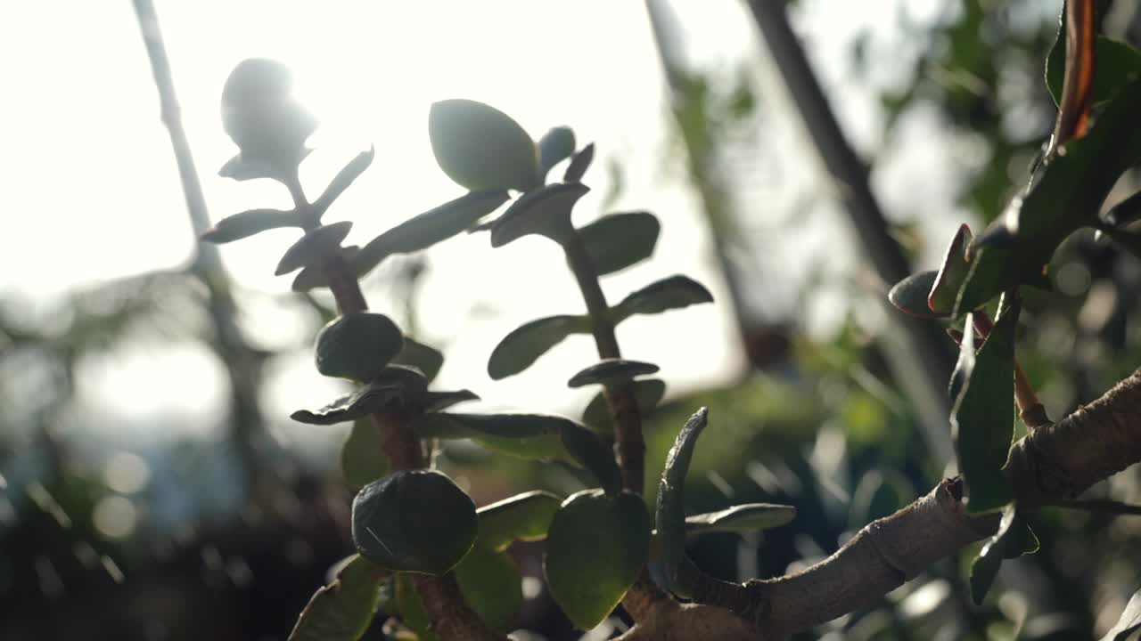 비가 오는 동안 재드 식물