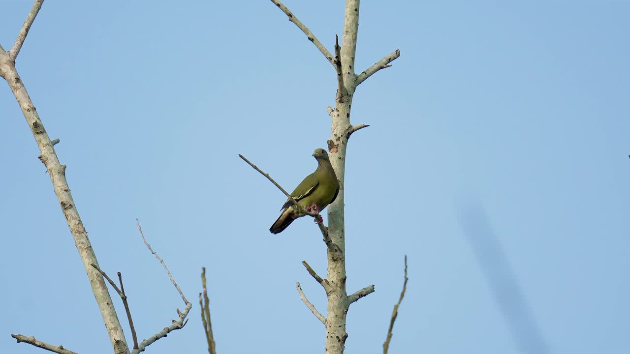 Female Pink-necked Green Pigeon (Treron vernans) is perched on a bare tree branch, set against a clear blue sky. Green bird look around on dead tree. Wildlife. Bird watching