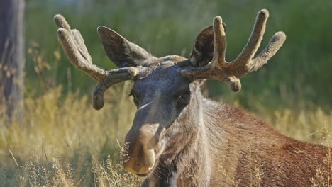 moose laying on grass keeping the mosquitoes away, on the swedish summer