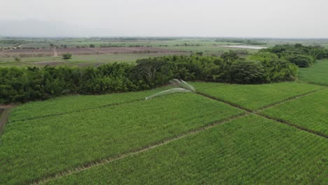 Campo-De-Plantas-De-Piña-Regado-Con-Una-Manguera-Automática-En-Cali,-Colombia