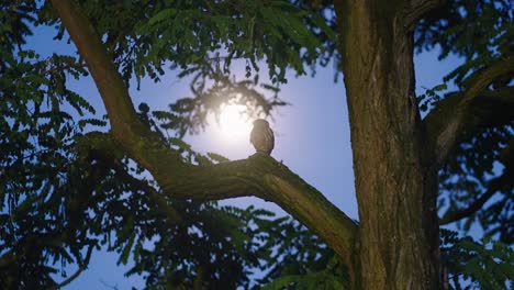 pequeño búho encaramado en la rama de un árbol contra la luz de la luna llena en el bosque, tiro en ángulo bajo