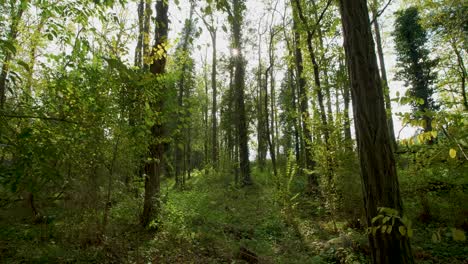 bosque de otoño, paseo cardán