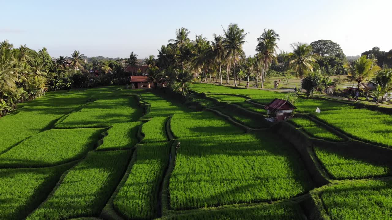 Veduta aerea delle risaie a terrazze di Bali in Indonesia