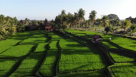aerial shot of bali rice terrace plantation in indonesia