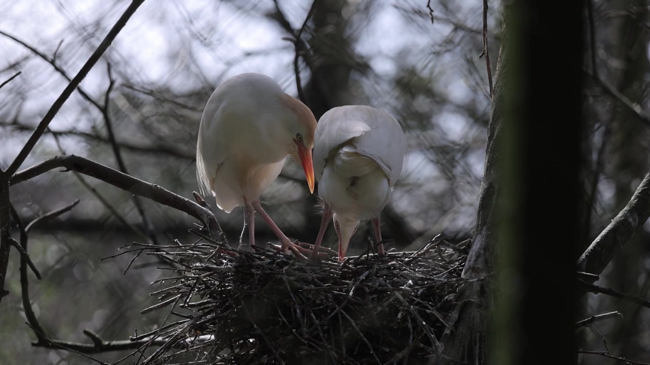 Cattle egrets (Bubulcus ibis) love display on the nest. Bird colony.