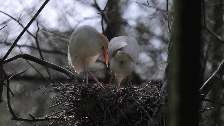 Cattle egrets (Bubulcus ibis) love display on the nest. Bird colony.