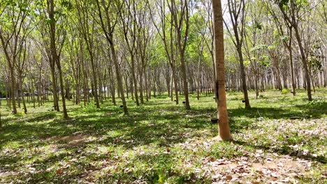 aerial view of a serene rubber plantation in phuket, thailand, showcasing rows of trees under bright sunlight with lush greenery