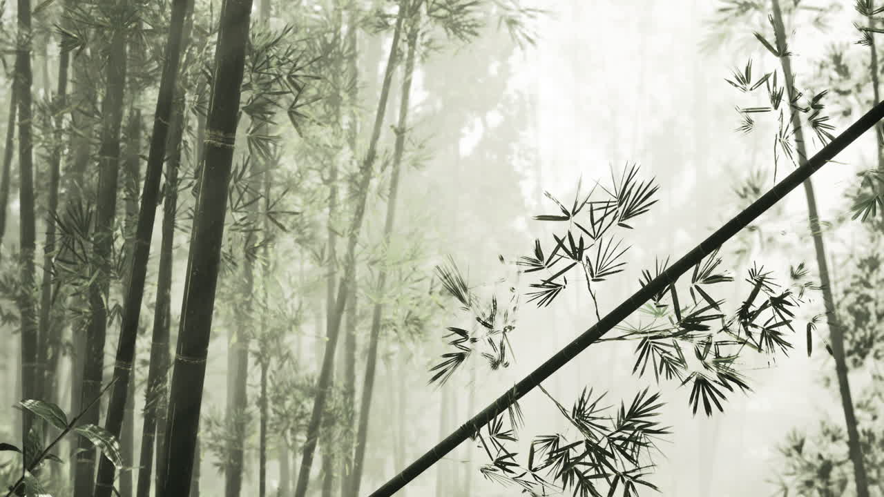Bamboo forest with mist creating a serene atmosphere in nature