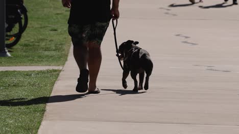 a man walks his dog on a sunny day