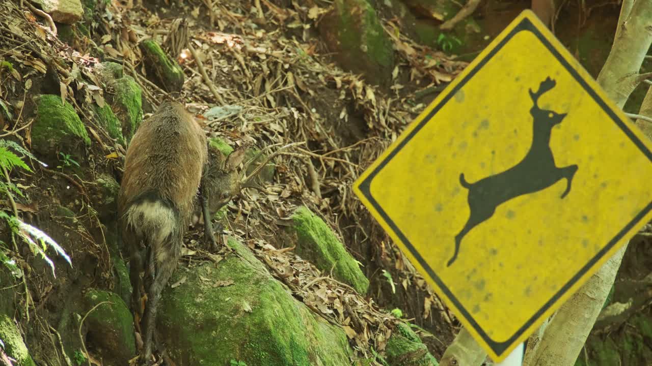 A Yakushima deer grazes beside a yellow deer crossing sign deep in the subtropical forest of Japan.