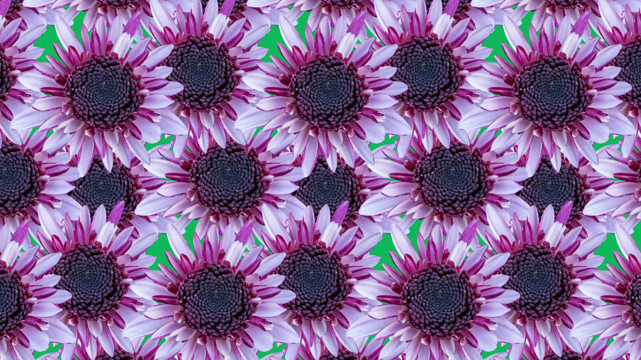 Pink chrysanthemums background animated pattern. Simple floral seamless loop concept animation
