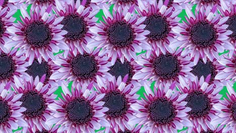 patrón animado de fondo de crisantemos rosados. animación de concepto de bucle sin costuras floral simple