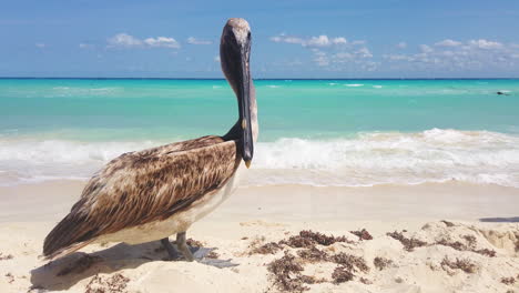 Toma-Estática-De-Un-Pelícano-Parado-En-Una-Playa-De-Arena-Blanca-En-Playa-Del-Carmen-En-La-Riviera-Maya,-México-Con-Agua-Clara-De-Color-Verde-Azulado-En-El-Fondo