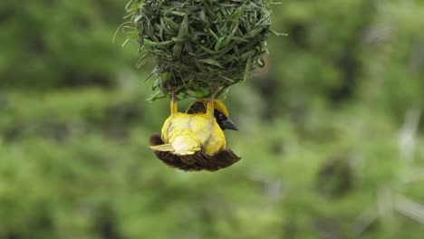 male yellow masked weaver bird weaves hanging nest upside down