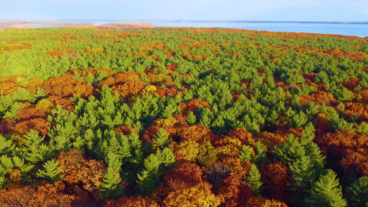 Patchwork canopy of red and green leaves in mixed forest, birdseye view