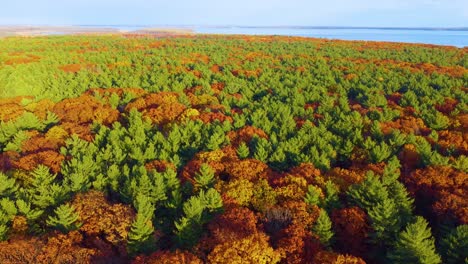patchwork canopy of red and green leaves in mixed forest, birdseye view