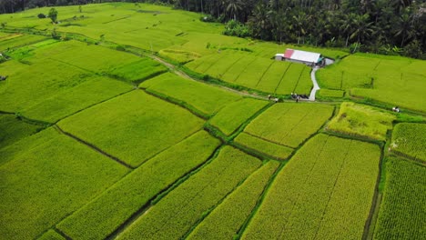 beautiful landscape of green rice fields of ubud village in bali, indonesia - aerial drone shot