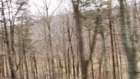 woods flooded trees