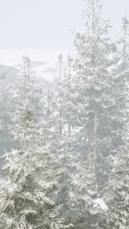 snow-covered forest in winter