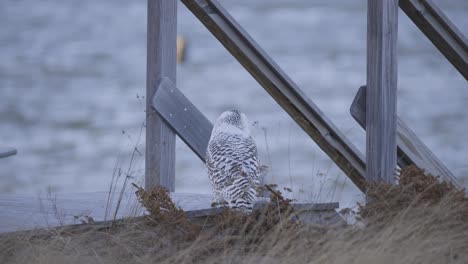 snowy owl perched on sandy ground near wooden pier supports in a coastal winter setting in scarborough maine