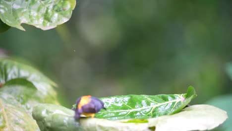 pico de flor de vientre bañándose en la hoja de naranja
