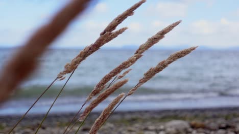 dry reed flowers swaying in wind with lake taupo in background, slow motion