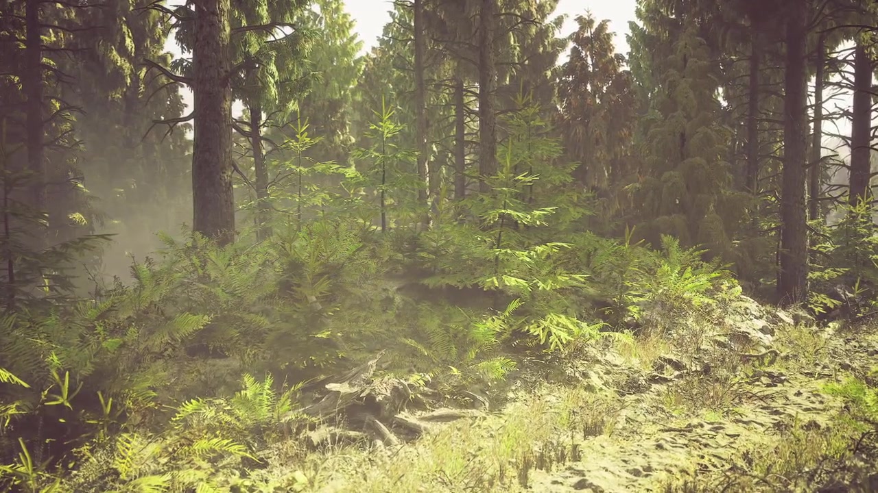Peaceful evergreen woodland shrouded in gentle morning haze and warm sunshine