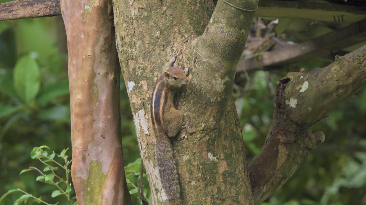 Filmato ravvicinato di fauna selvatica di uno scoiattolo striato aggrappato a un tronco d'albero, che si arrampica verso l'alto e si ferma attento tra un morbido fogliame verde in un lussureggiante habitat tropicale