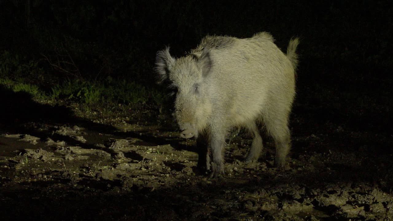 cinghiale in piedi su terreno fangoso di notte
