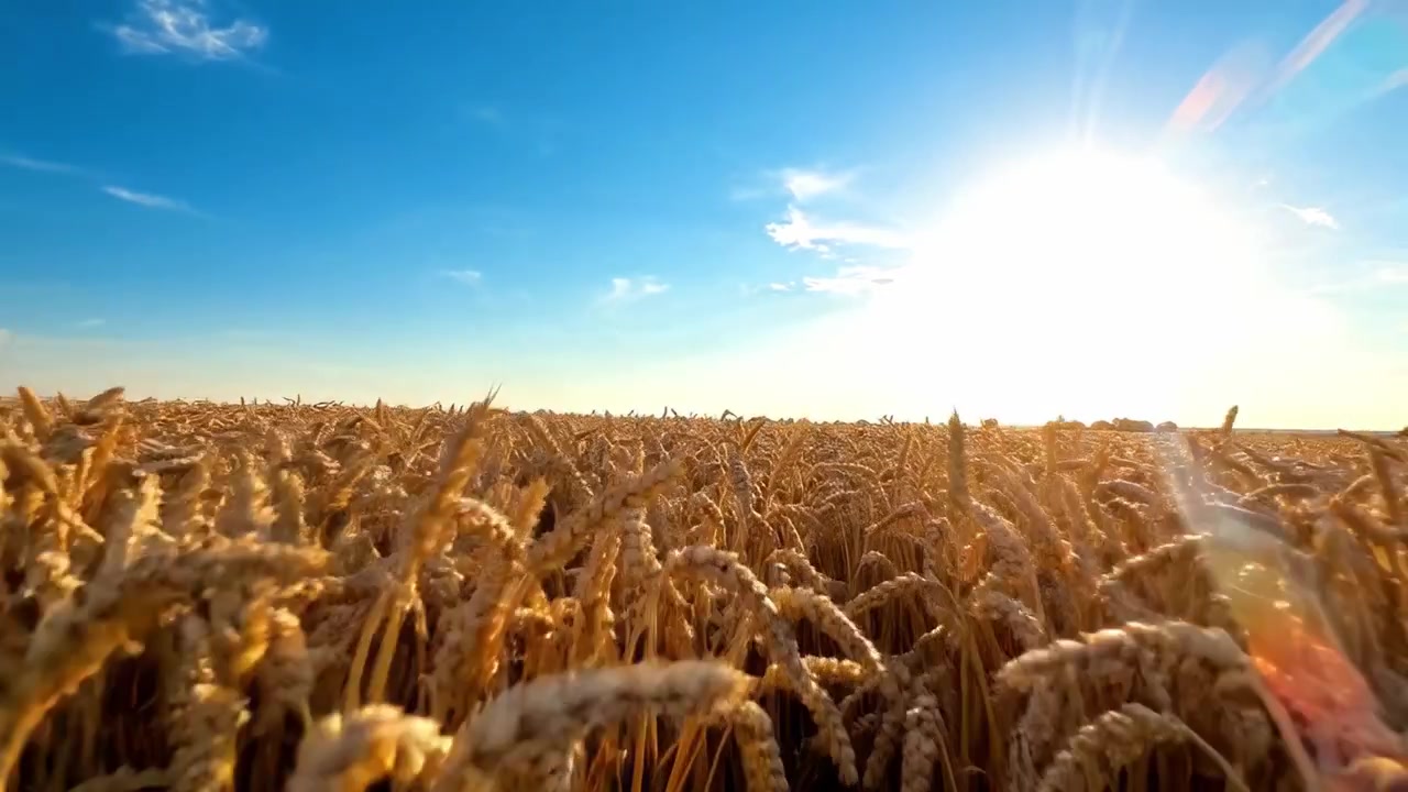 Campi di grano dorati bagnati dal sole: una vista panoramica dell'abbondanza della natura contro un cielo azzurro brillante, che cattura la bellezza dell'abbondanza agricola.