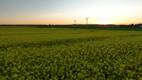 Vista-Aérea-De-Un-Gran-Campo-De-Flores-Amarillas-Al-Atardecer-Con-Turbinas-Eólicas-En-La-Distancia