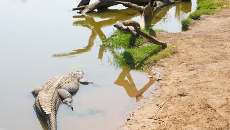 Cocodrilo-Australiano-Nada-Lentamente-En-El-Río-Y-El-Lago-En-El-Norte-De-Queensland