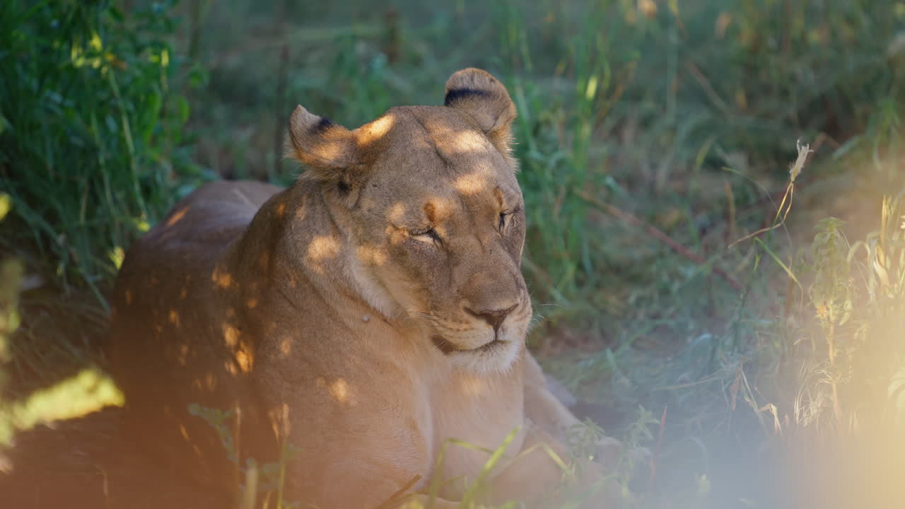 Lioness Resting in the Savannah