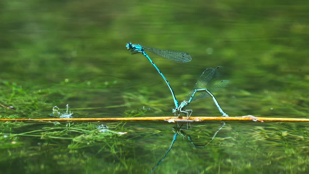 caballito del diablo azul común en pose de rueda de apareamiento balanceándose en palo en agua