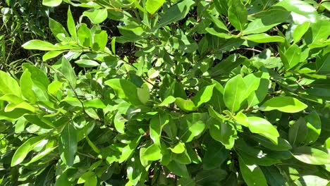 unchanging perspective of vibrant green foliage.