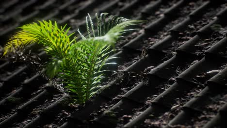 moss and fern on old roof