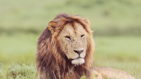 male lion close up in serengeti in tanzania, african wildlife portrait of lion, african safari animals in serengeti national park in africa of large male lion with big mane