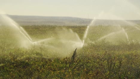 sprinklers water the field.