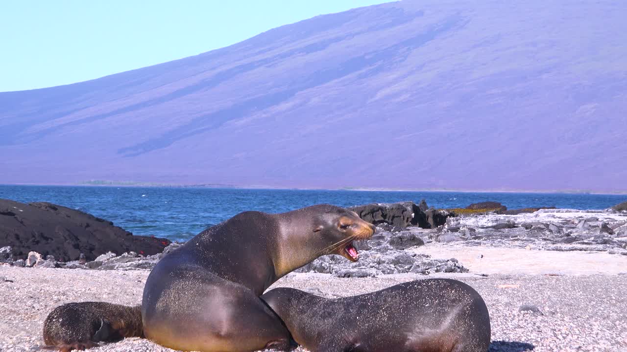 갈라파고스 섬 에콰도르의 해변에서 바다 사자 싸움